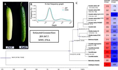 Chromosome-Scale Genome Assemblies of Two Korean Cucumber Inbred Lines